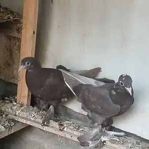 Кафтар, Қубодиён