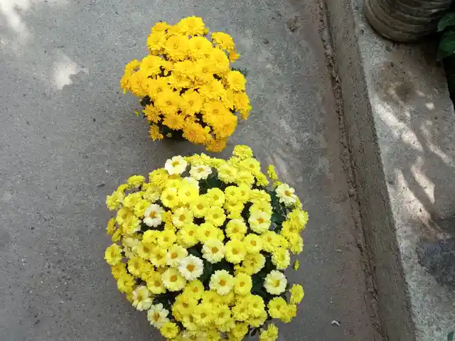 Хризантема, Душанбе