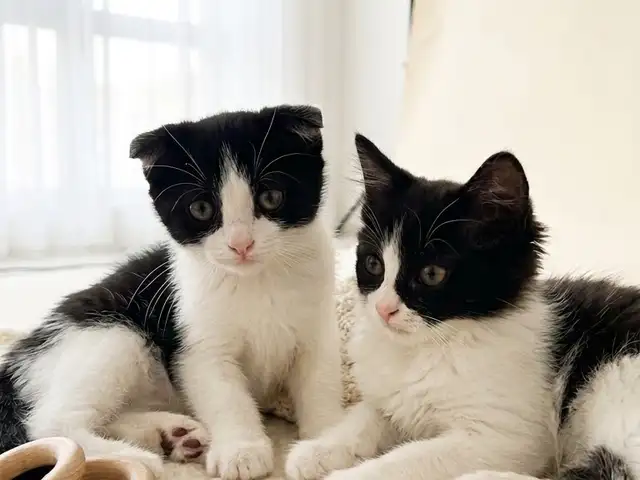 Шотландские котята, Душанбе