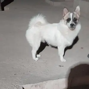 Собака, Душанбе