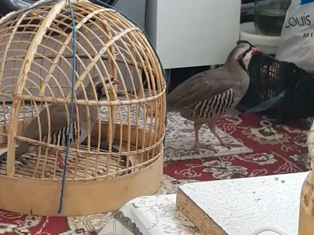 Кабк, Душанбе