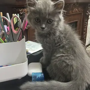 Шотландская кошка девочка, Душанбе