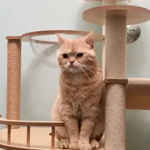 Кот Шотландский Прямоухий на вязку, Душанбе