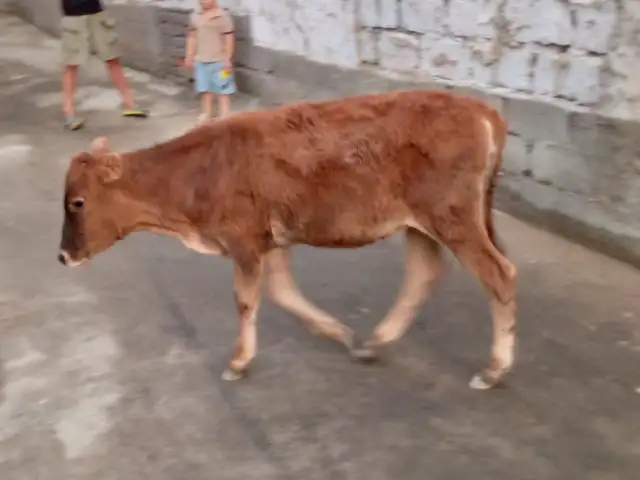 Гов, Хуҷанд