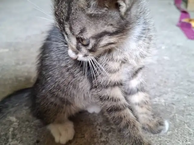 Кошка, Душанбе