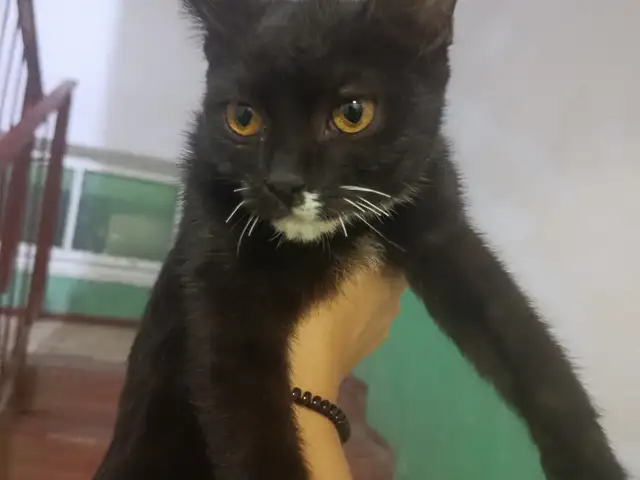 Кошка, Гулистон (Қайроққум)