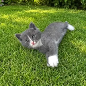 Шотландский кот, Душанбе