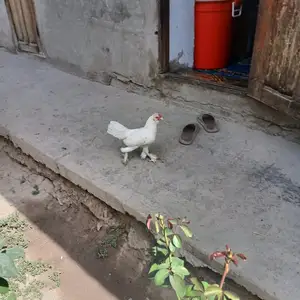 Мурги Японча, Турсунзаде