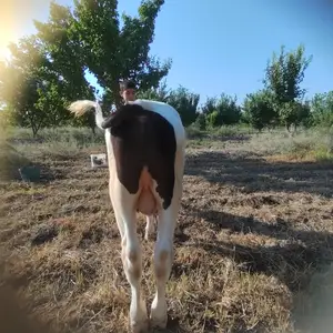 Букача, Конибодом
