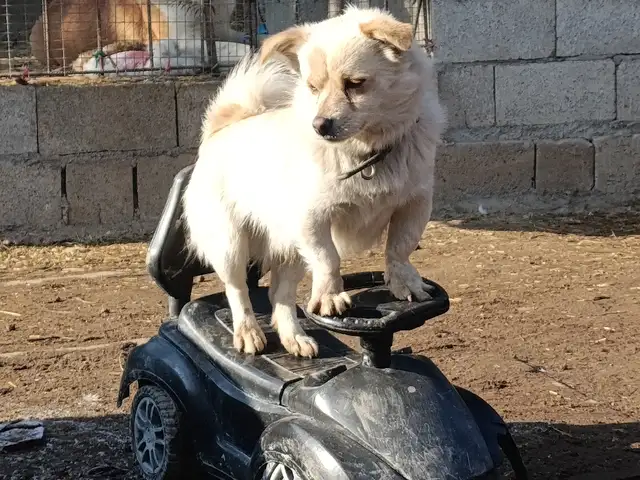 Щенок, Душанбе