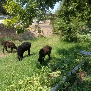 Гусфанд, Душанбе