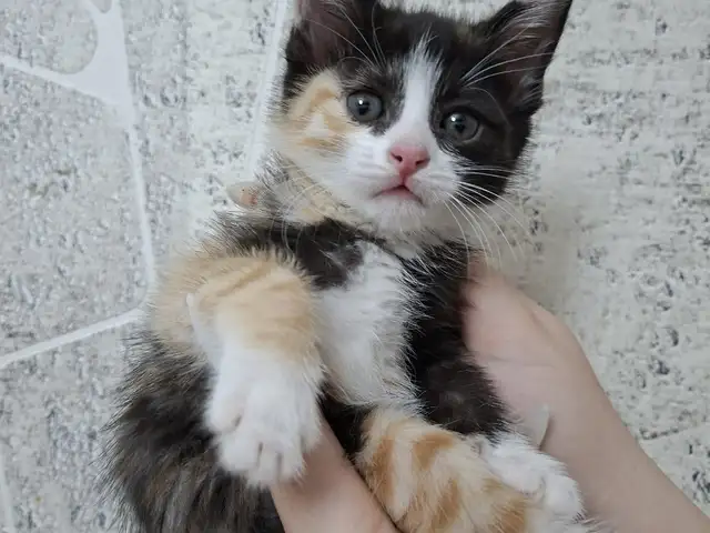 Котенок, Душанбе