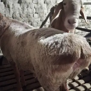 Кушкор, Худжанд