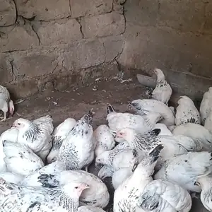 Мурги Рябушка, Душанбе