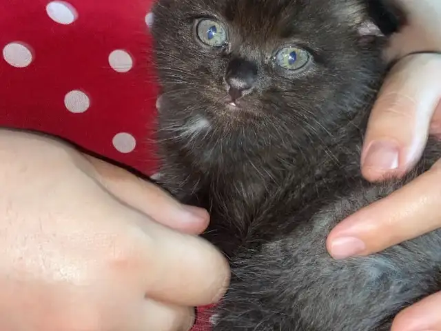 Кошка, Душанбе