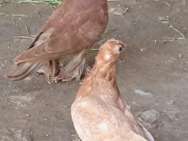 Кафтар, Абдурахмони Джоми