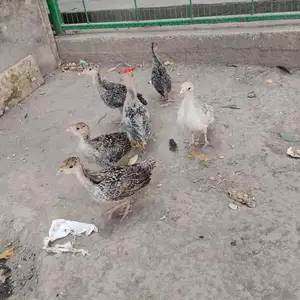 Чӯҷа индук, Душанбе