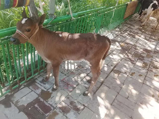 Гов, Хуҷанд