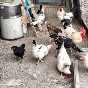 Рябушка, Варзоб