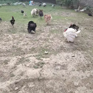 Индюк, Турсунзаде