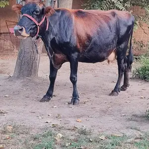 Гов, Вахдат