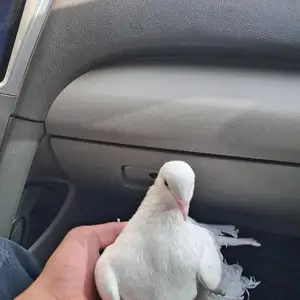 Кафтар, Душанбе