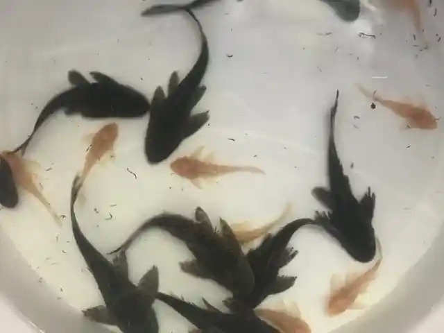 Рыбки Парчовый сом Miх, Худжанд