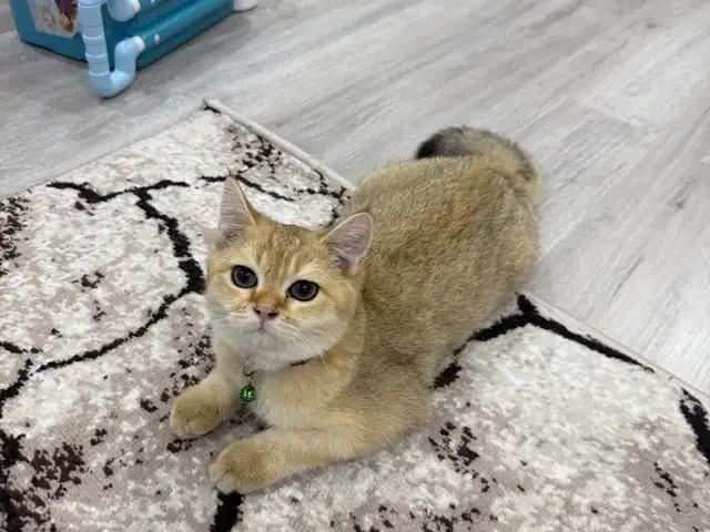 Кот шотландский золотая шиншилла, Хуҷанд
