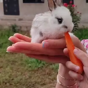 Заргушча, Душанбе