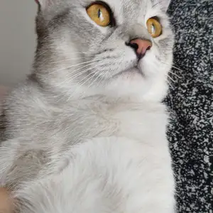 Британский кот на вязку, Душанбе