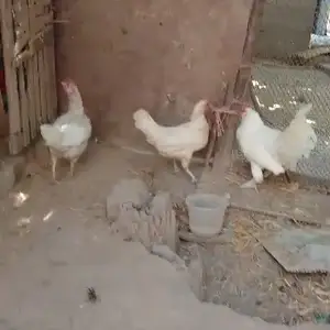 Мурги Японча, Ҳисор