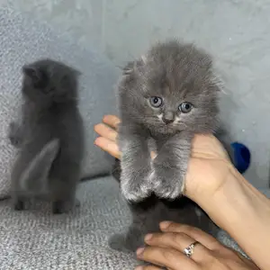 Британские кошки, Бустон (Чкаловск)