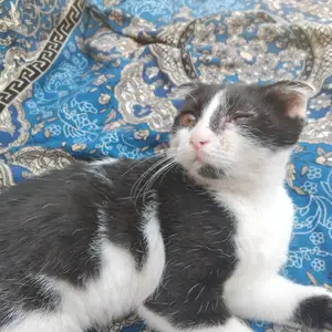 Кот с шведскими ушами, Душанбе