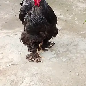 Мургхо, Бохтар (Курган-Тюбе)