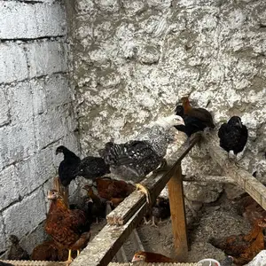 Чуча Доминант, Худжанд