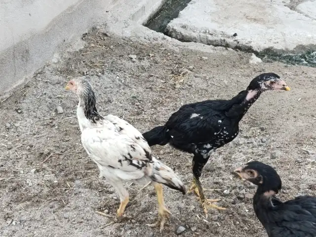 Чучаи дакан, Душанбе