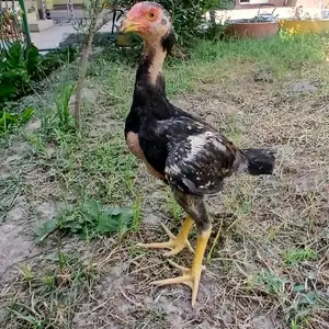 Дакан, Душанбе