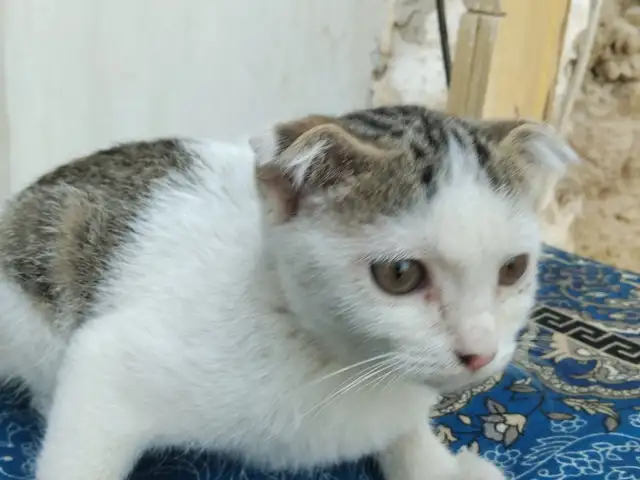 Кот, Душанбе