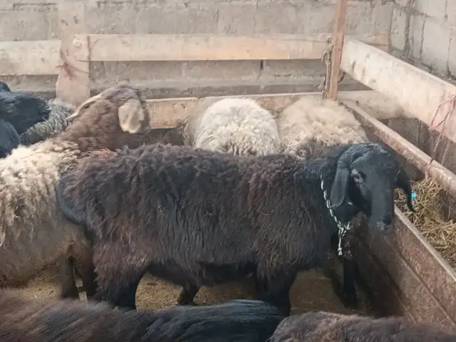 Коза, Душанбе