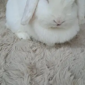 Карликовый кролик, Душанбе