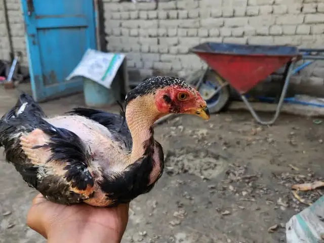 Дакан, Исфара