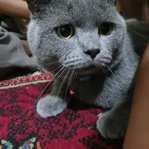Кот шотландский, Хамадани