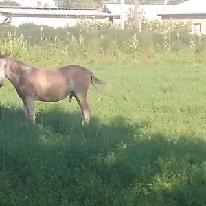 Асп Лошадь, Душанбе