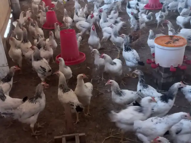 Мургхои рябушка, Ҷалолиддин Балхӣ (Румӣ)