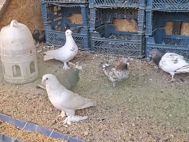 Кафтар, Душанбе