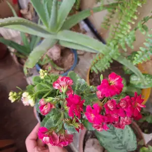 Красное каланхоэ, Душанбе