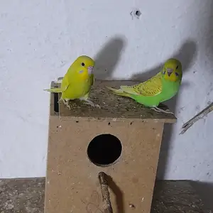 Попугай, Хуҷанд