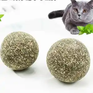 Кошачья мята, Душанбе