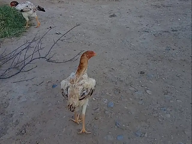 Даканг, Канибадам