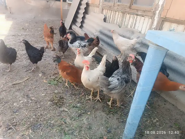 Мургхои хонаги, Худжанд